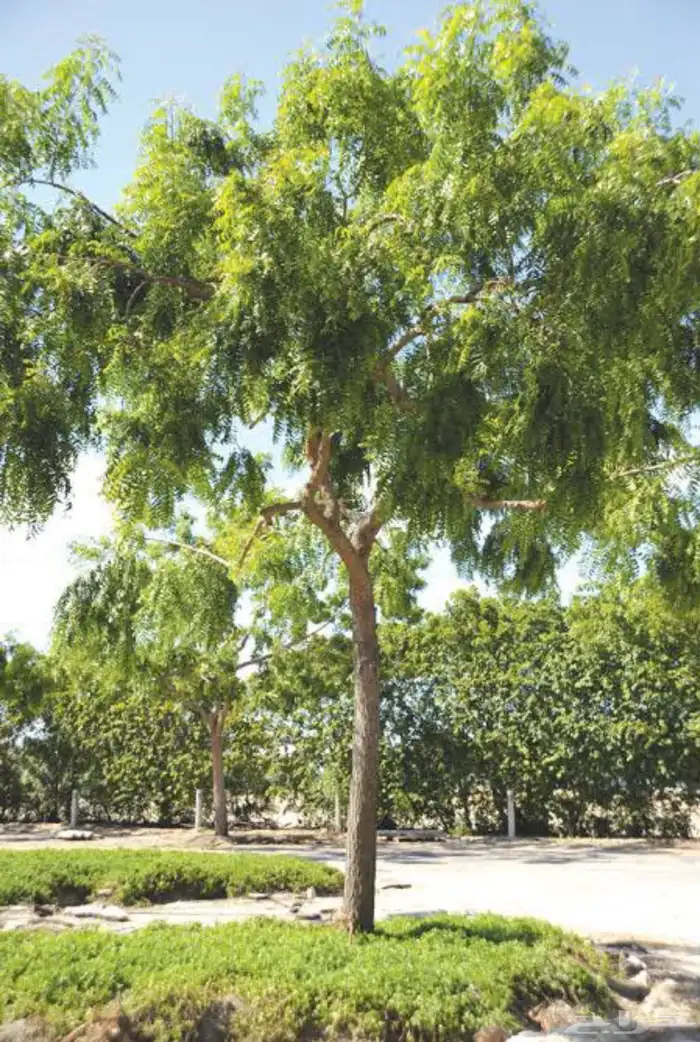 تنسيق حدائق منزليه 23