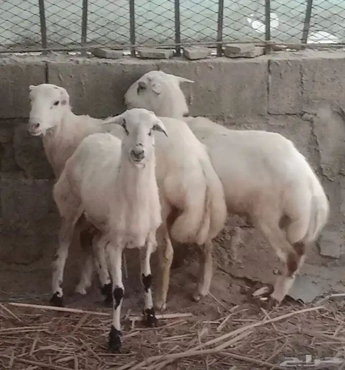 كباشه ماشاء الله مقفله شحم ولحم 4