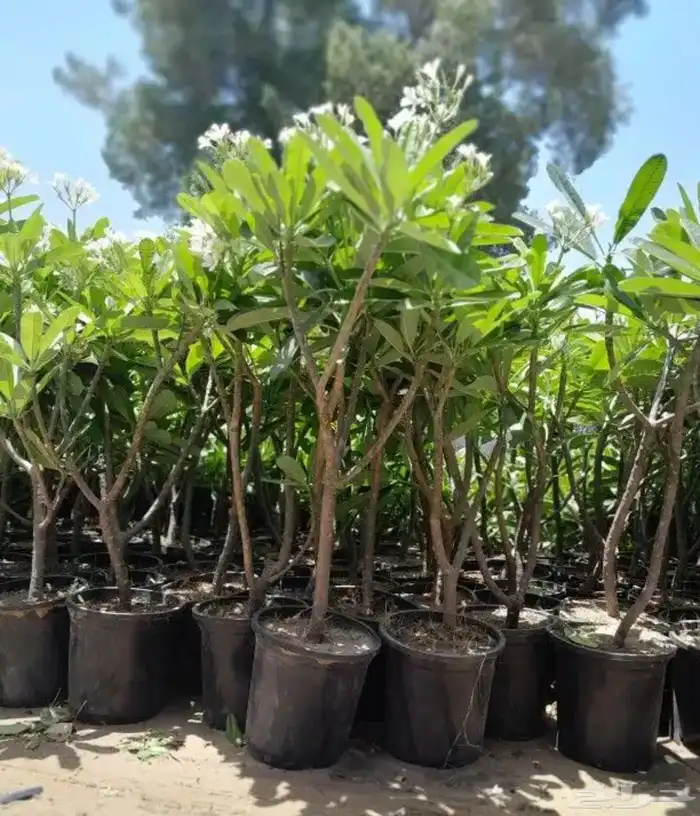 تنسيق حدائق منزليه 32