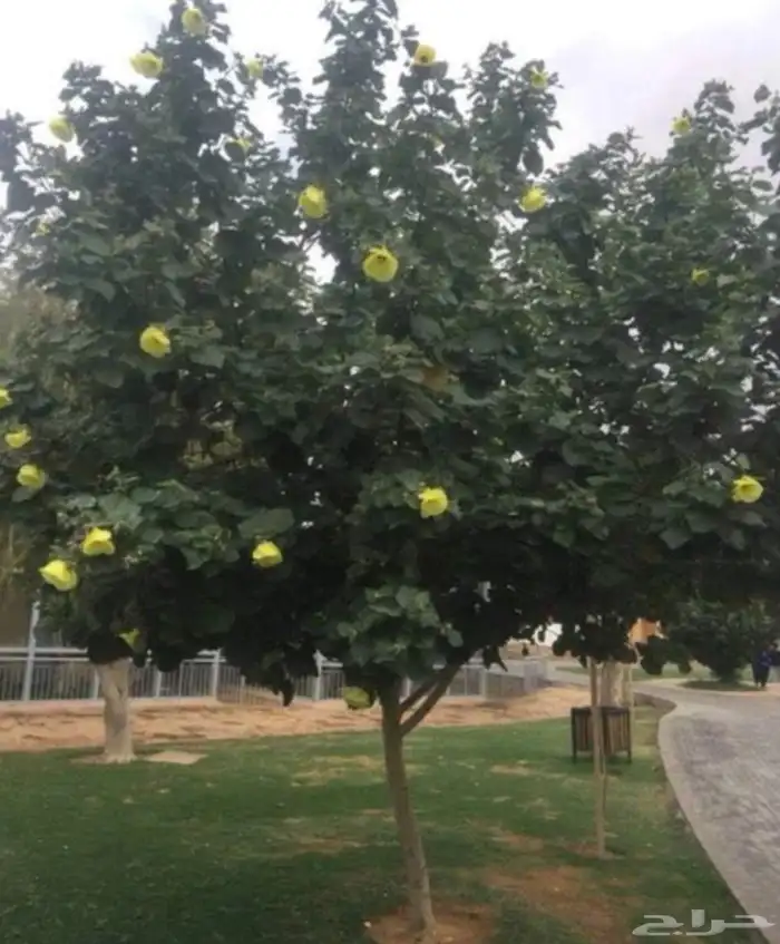 تنسيق حدائق منزليه 19