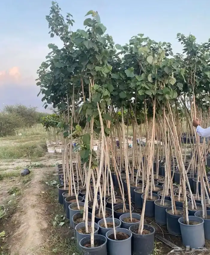 تنسيق حدائق منزليه 22