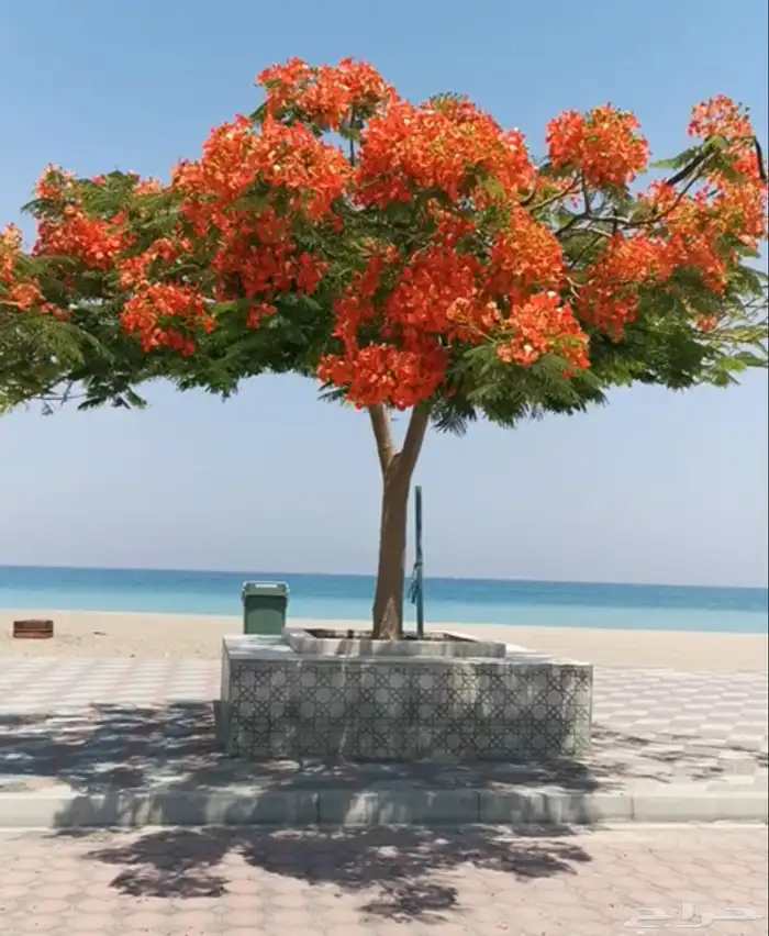 تنسيق حدائق منزليه 30