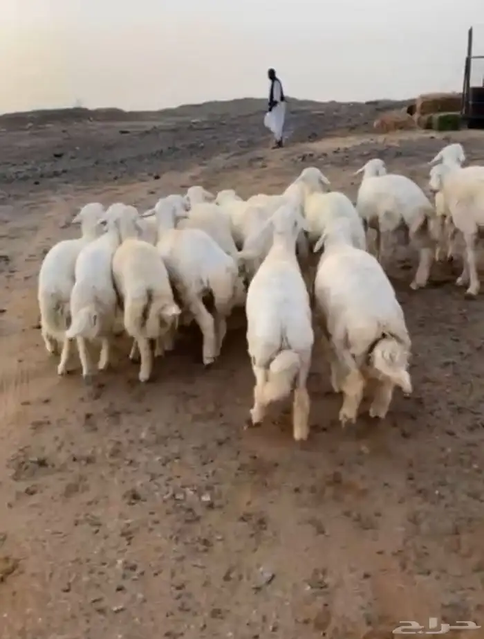 طليان حريه 1