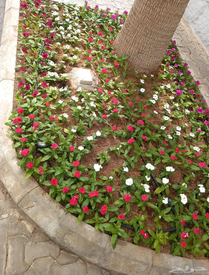 تنسيق حدائق منزليه 62