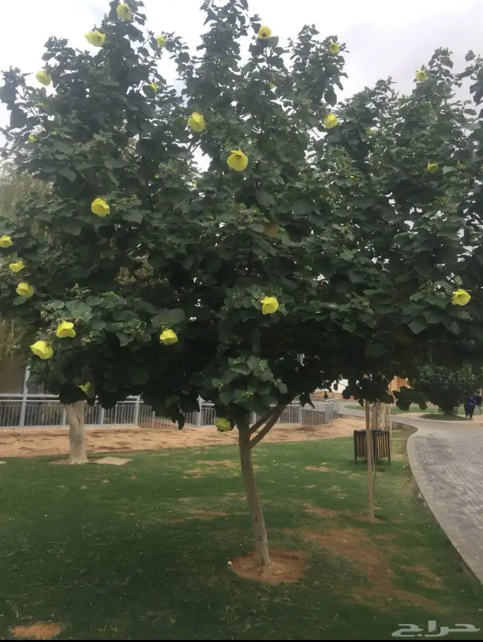 تنسيق حدائق منزليه 20