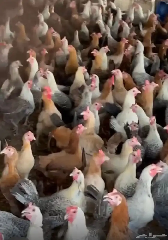 دجاج بلدي بياض 3