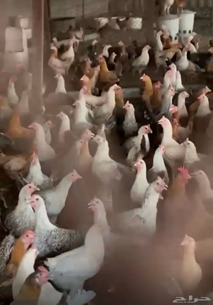دجاج بلدي بياض 2
