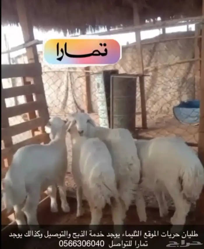 طليان حريات 2