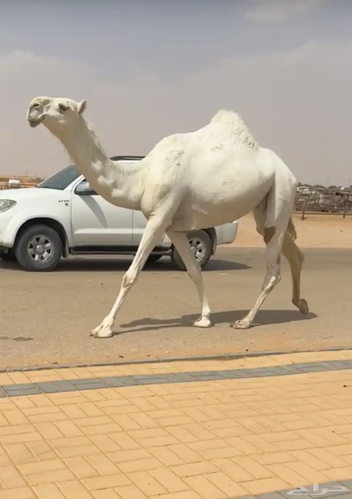 ضروبه وضحاء كفو فوق البداوه جذعه مميت 3