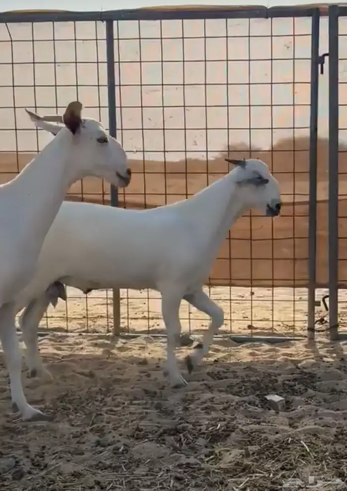 تيس مشروع فحل 1