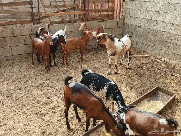 تيوس ذبايح جذعان 0