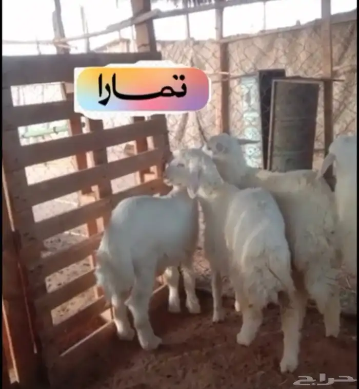 طليان حريات 0