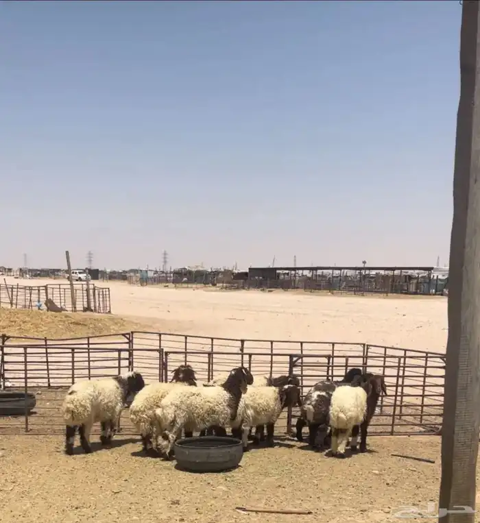 ذبايح طليان ورخال 0