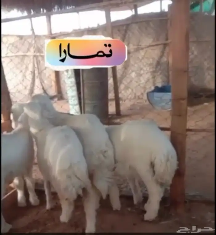 طليان حريات 1
