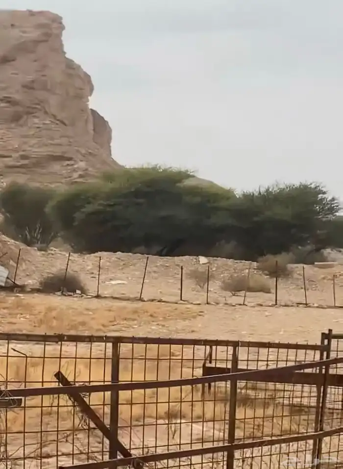 يوجد شبوك حق غنام البيع وادي العين 1
