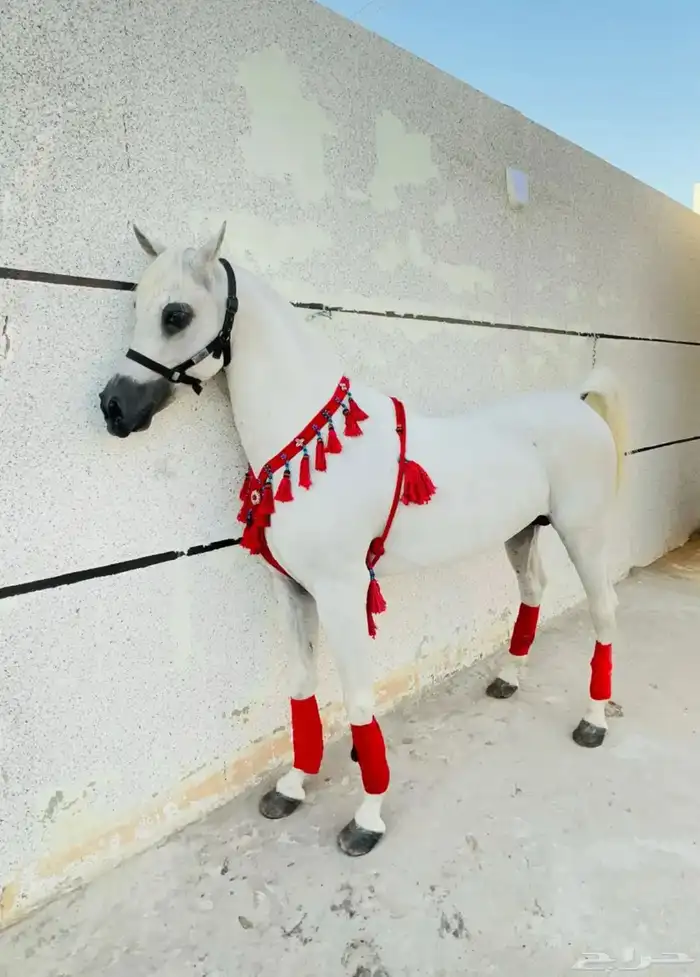 مربط الملاذ للخيل العربية 0