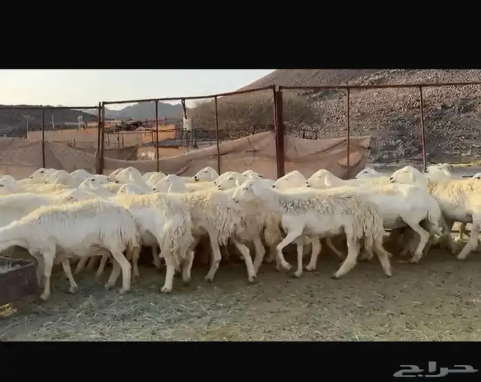 ضان ورخال صنف 2