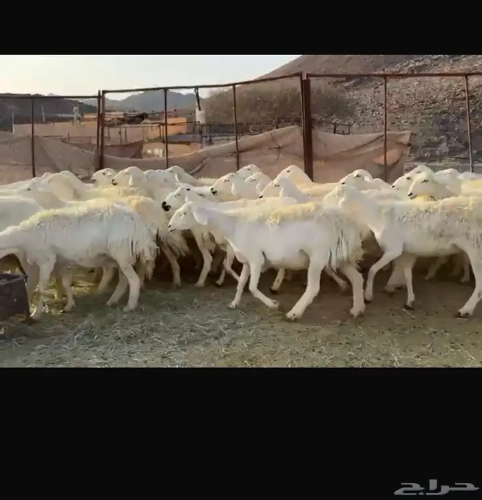 ضان ورخال صنف 3