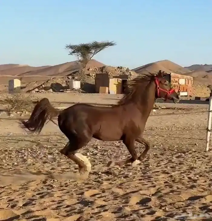 اعرض خيلل لبيع او البدل شيخ ماشاءالله 0