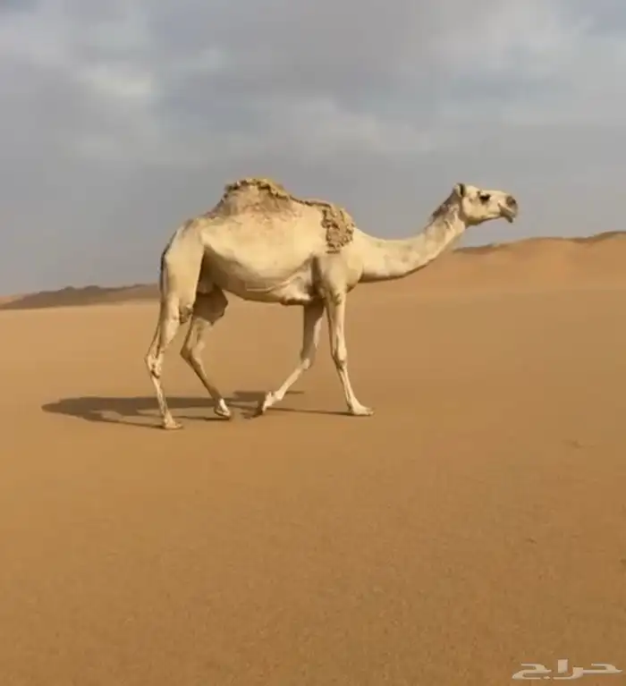لقحه طيبه لها 8 اشهور في اللقاح وعلى بعير طيب 0