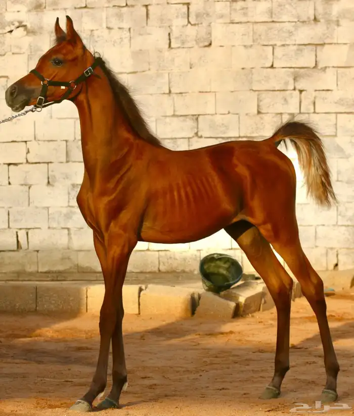 مهر واهو شيخ 3