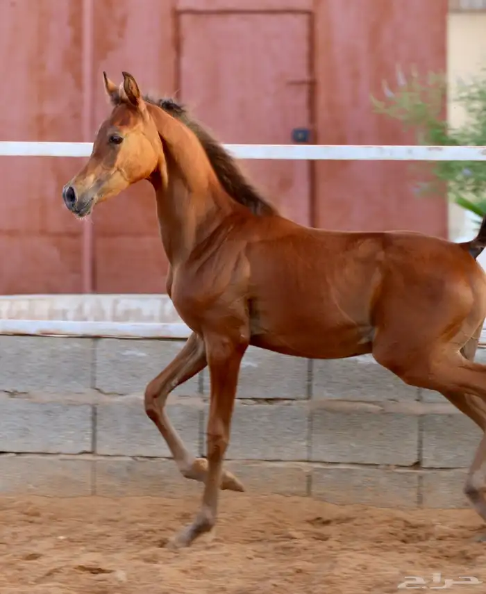 مهر واهو شيخ 2