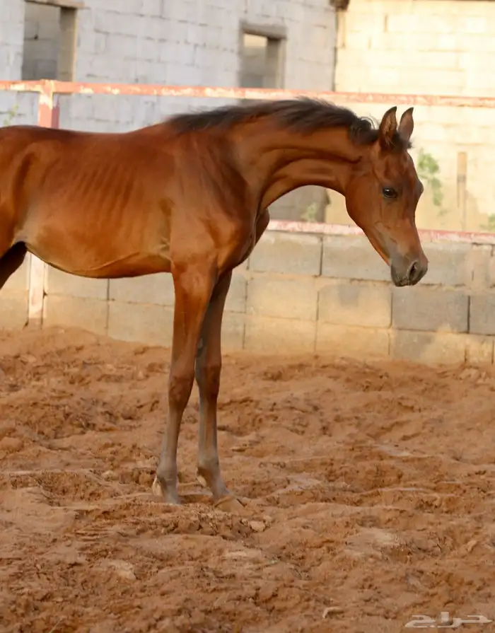 مهر واهو شيخ 5