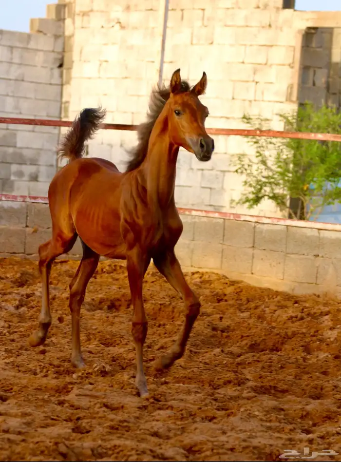 مهر واهو شيخ 0