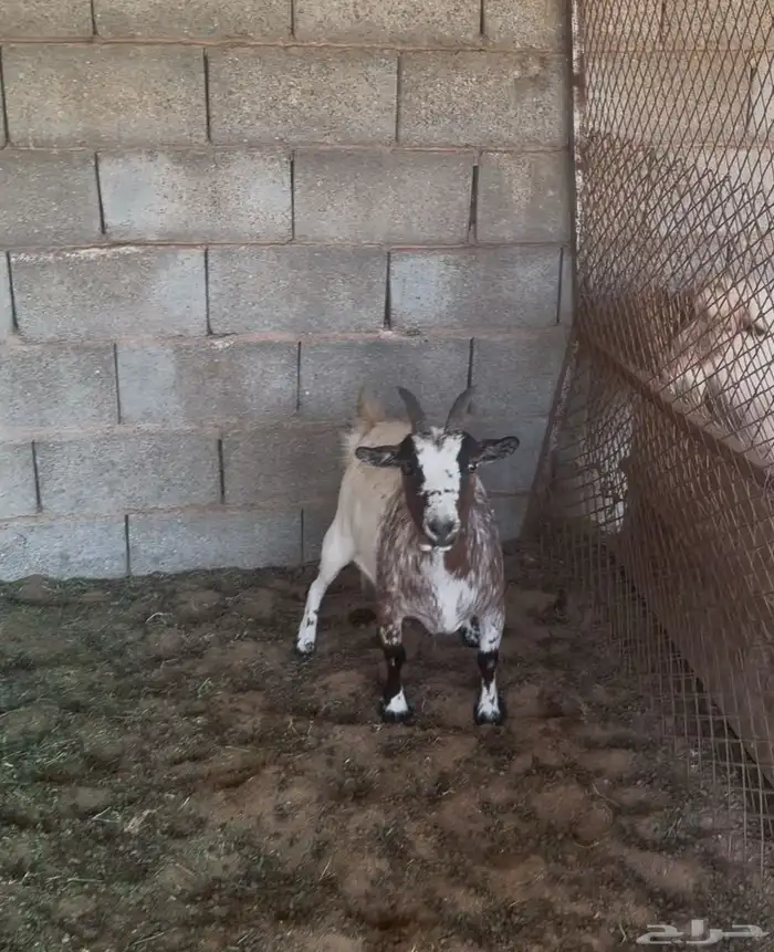 ماعز قزم منتجات 1