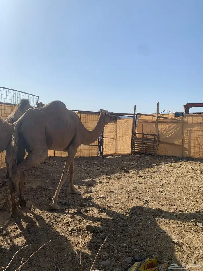 نايه وجمال وحشو 7