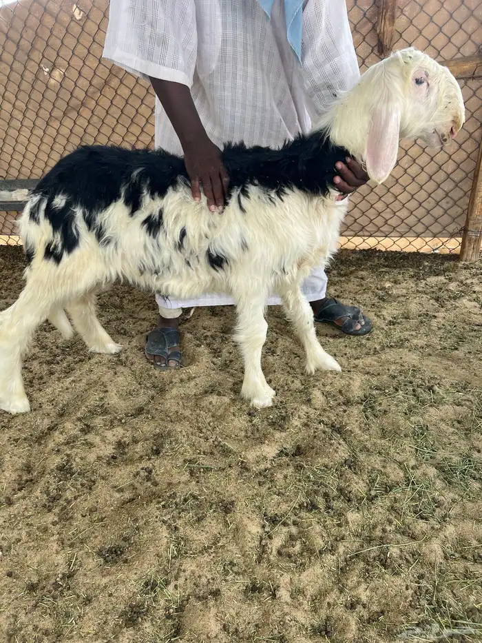 مشروع فحل نجدي 1