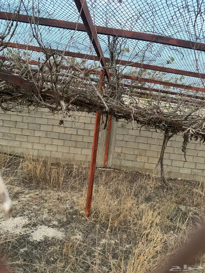 شبك بقلاوة ينفع للحلال والمزارع والطيور 3