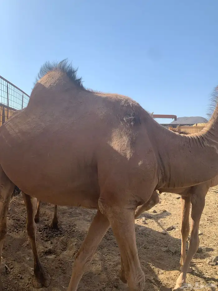 نايه وجمال وحشو 8