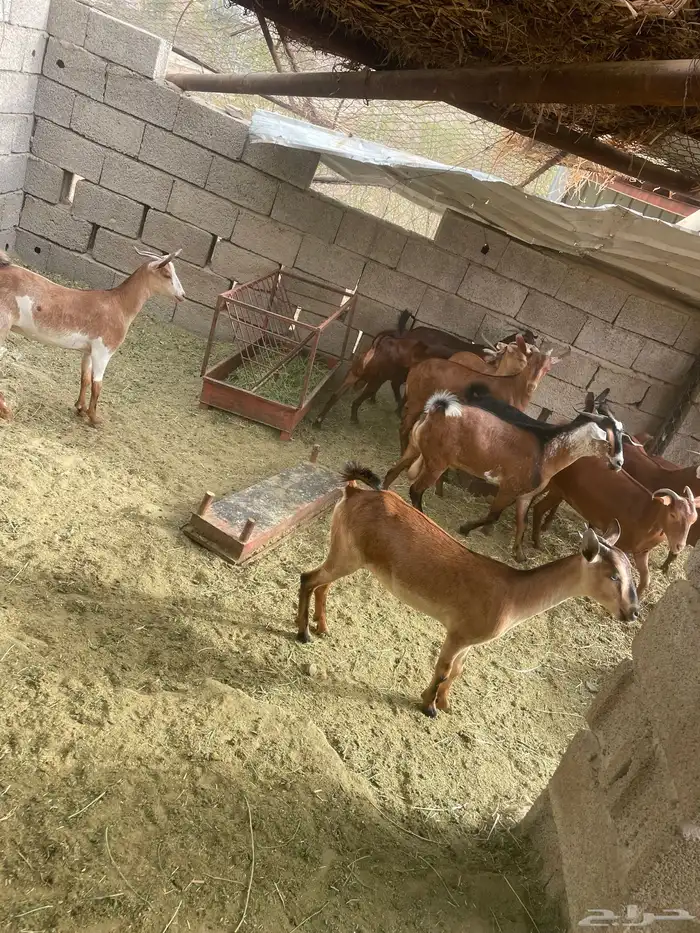 جفير وتيوس 4