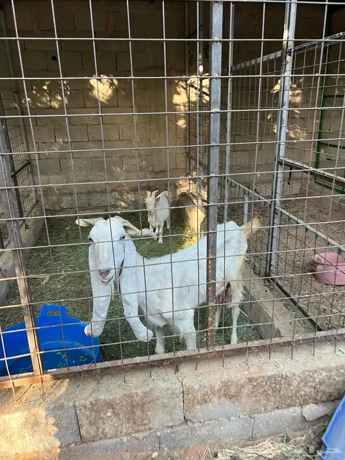 رياض الخبراء طريق ساق 0