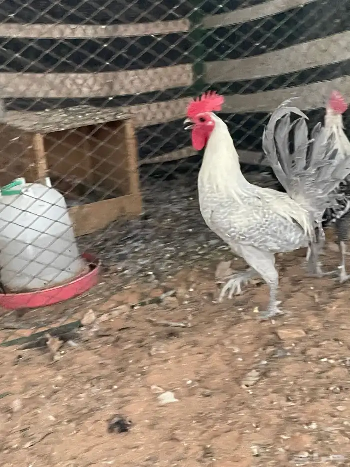 ديك فيومي شبابي دم صافي 7