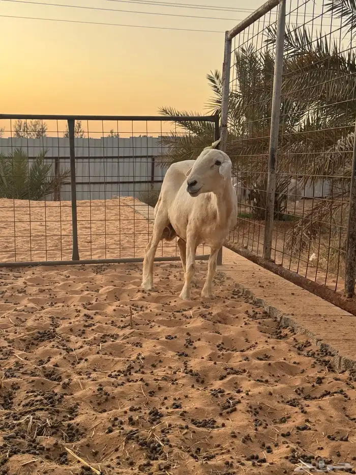 حرية حايل 1