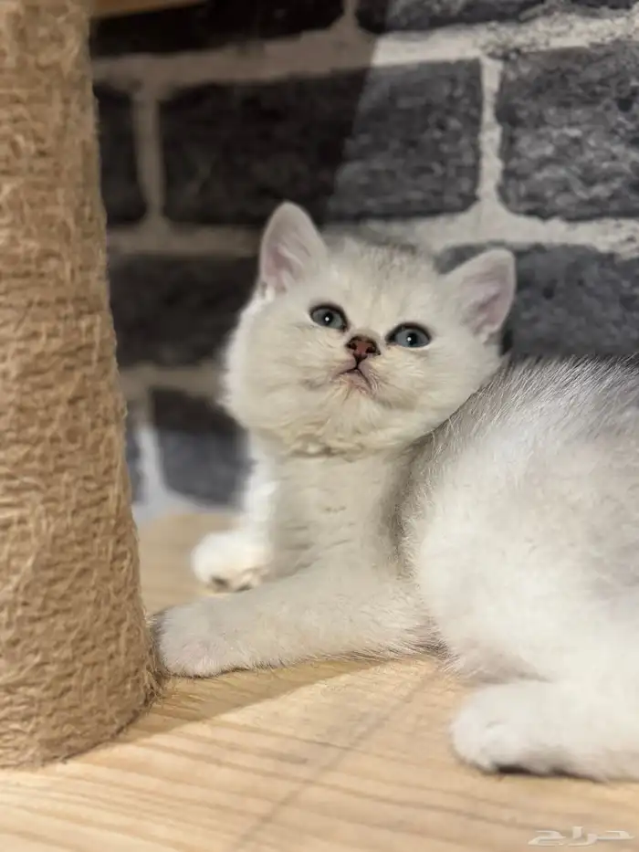 قطط سكوتش 6