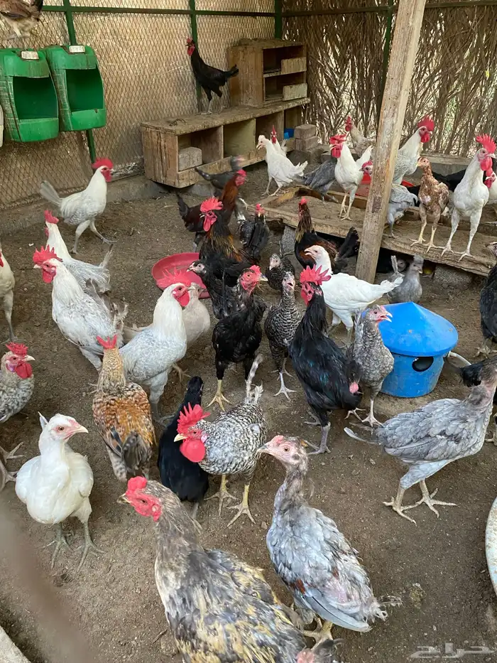 دياكه ديوك ديك 0
