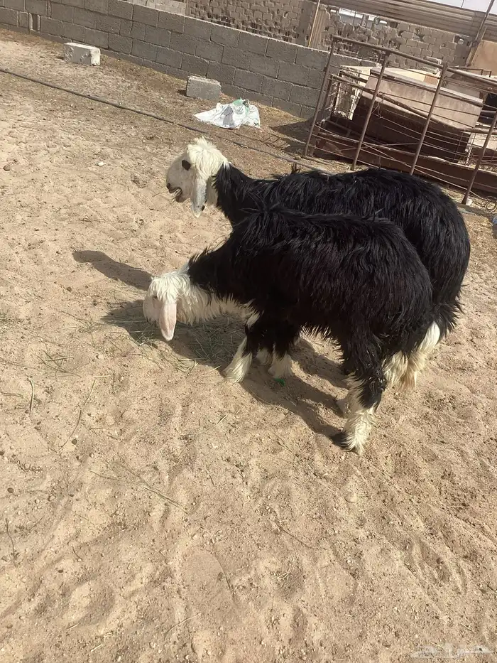 خاروف و رخل نجد للبيع 2