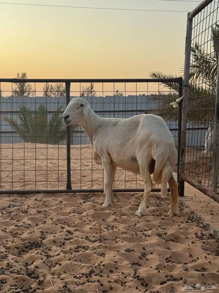 حرية حايل 0