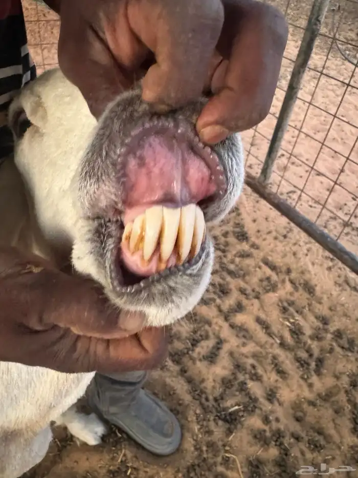 حرية حايل 4
