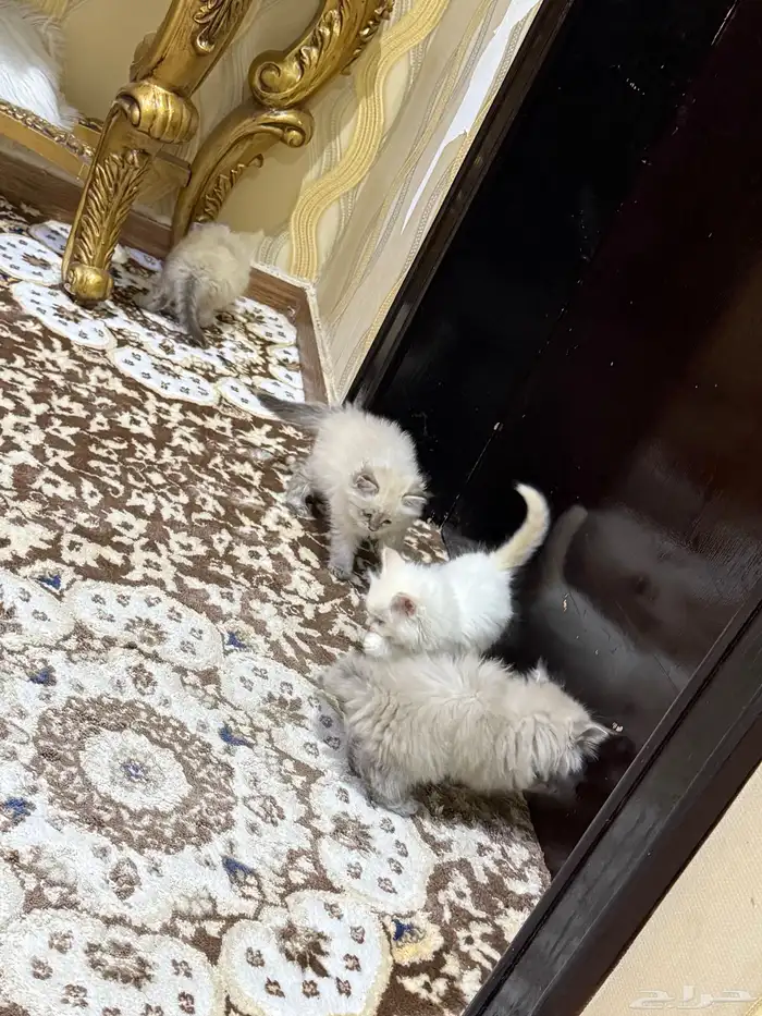قطط هملايا 4