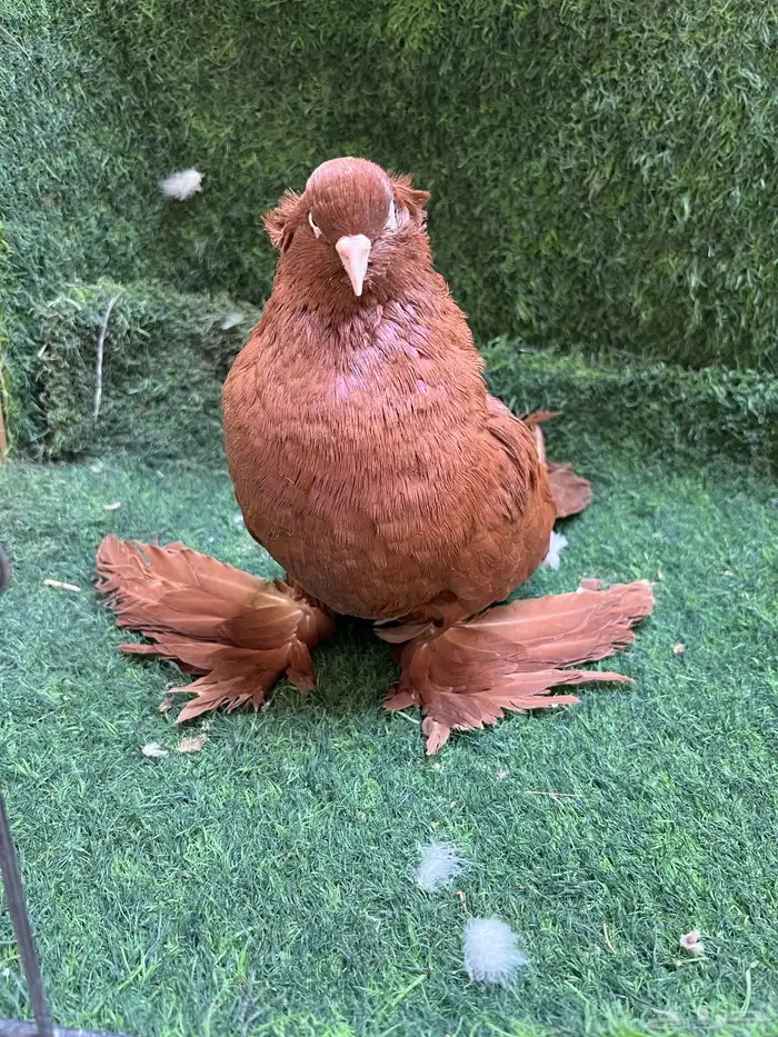 حمام ذكر عراقي 3