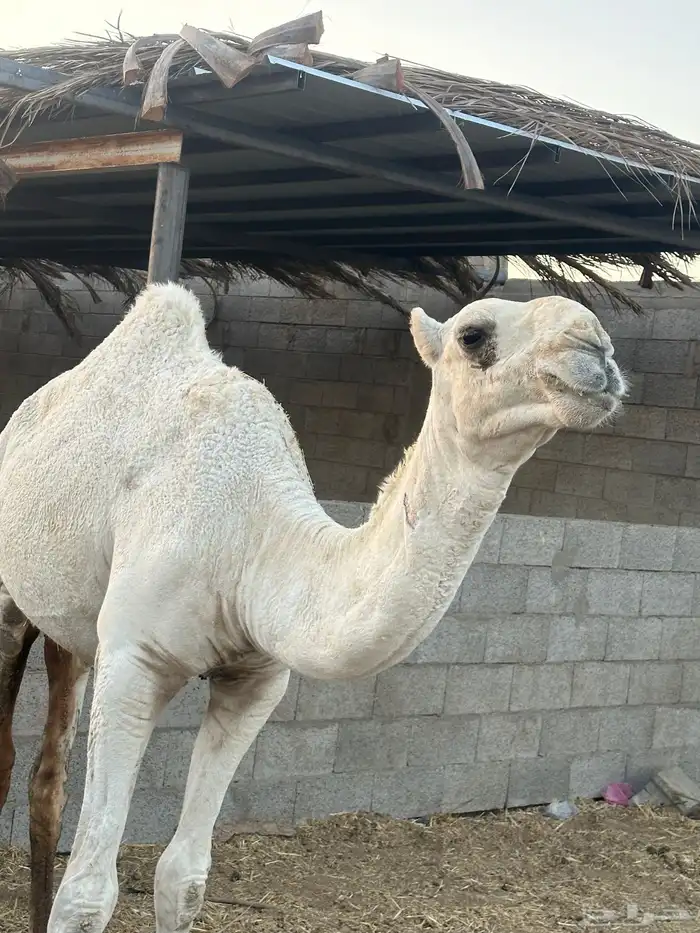 قعود سنه وشهرين 0