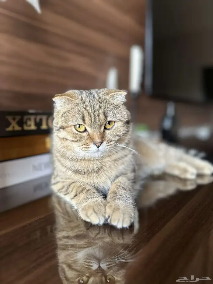 قطه سكوتش 0