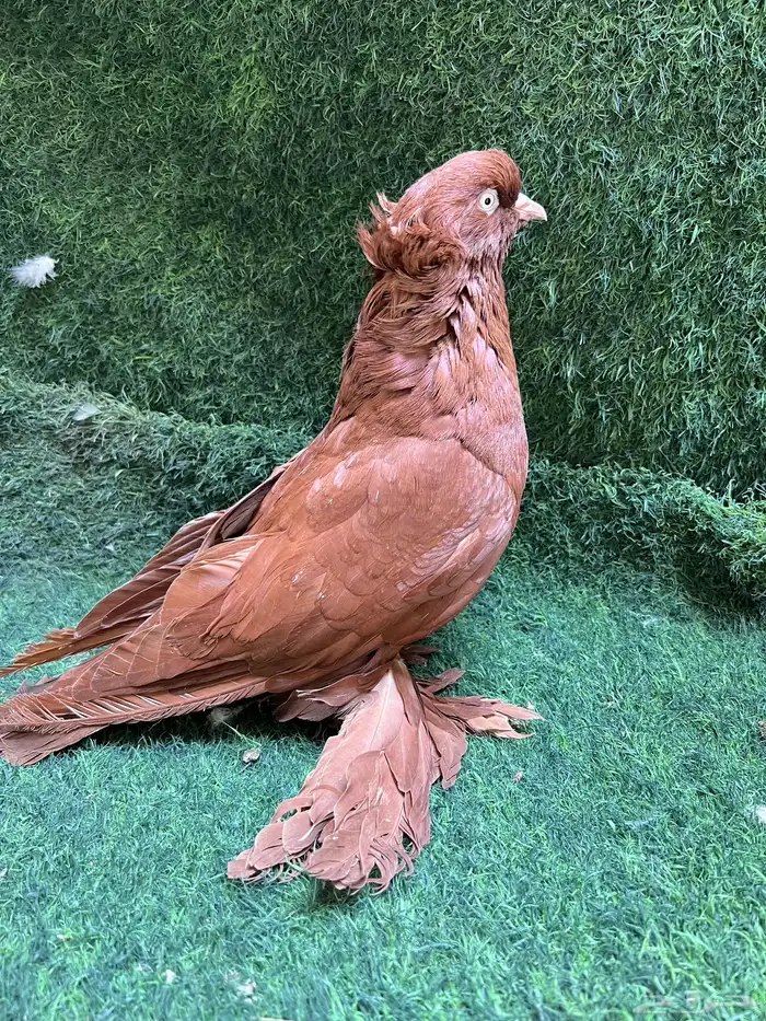 حمام ذكر عراقي 0