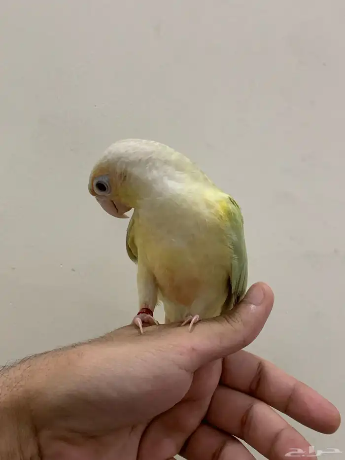 فروخ كنيور مون شك الليف وهدد 1