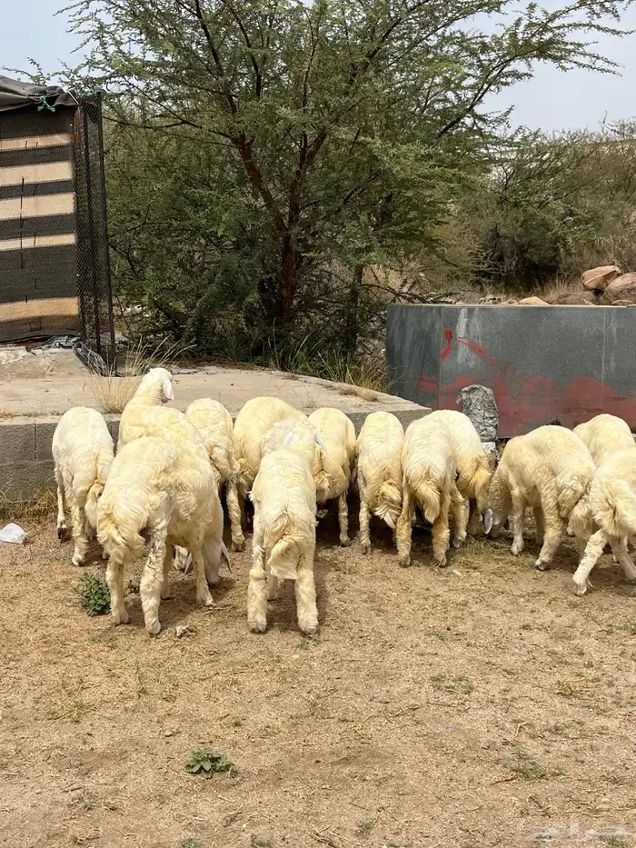 خرفان حريات جبره كفوو انتاج 3