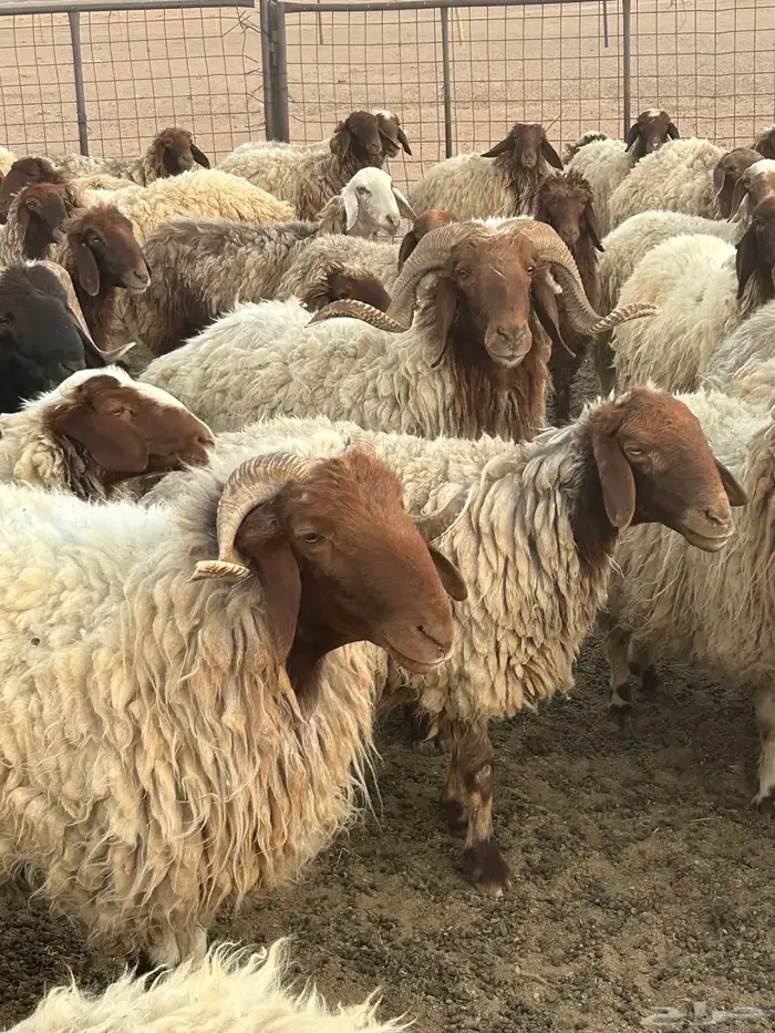 لبيع 4